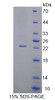 Human Recombinant Growth Arrest And DNA Damage Inducible Protein Alpha (GADD45a)