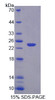 Mouse Recombinant Growth Arrest And DNA Damage Inducible Protein Gamma (GADD45g)