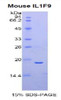 Mouse Recombinant Interleukin 1 Family, Member 9 (IL1F9)