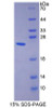 Mouse Recombinant Ubiquitin Cross Reactive Protein (UCRP)