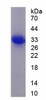 Human Recombinant Mitogen Activated Protein Kinase Kinase Kinase 7 Interacting Protein 1 (MAP3K7IP1)