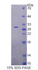 Mouse Recombinant Beta-1,3-N-Acetylglucosaminyltransferase Manic Fringe (MFNG)