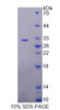 Rat Recombinant Beta-1,3-N-Acetylglucosaminyltransferase Manic Fringe (MFNG)