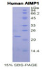 Human Recombinant Aminoacyl tRNA Synthetase Complex Interacting Multifunctional Protein 1 (AIMP1)