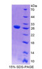 Rat Recombinant WNT Inhibitory Factor 1 (WIF1)