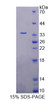 Human Recombinant Nei Endonuclease VIII Like Protein 1 (NEIL1)