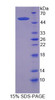 Human Recombinant Nuclear Factor, Erythroid Derived 2 Like Protein 2 (NFE2L2)