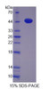 Human Recombinant Proliferation Associated Protein 2G4 (PA2G4)