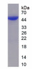 Human Recombinant Period Circadian Protein 1 (PER1)