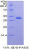 Mouse Recombinant PR Domain Containing Protein 1 (PRDM1)