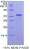 Rat Recombinant PR Domain Containing Protein 1 (PRDM1)