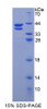 Human Recombinant Resistin Like Beta (RETNLb)