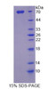 Human Recombinant SPARC Like Protein 1 (SPARCL1)