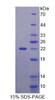 Human Recombinant Canopy 2 Homolog (CNPY2)