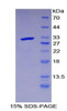 Mouse Recombinant Leucine Rich Repeats And Immunoglobulin Like Domains Protein 3 (LRIG3)