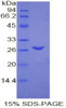 Rat Recombinant Transmembrane Protein 173 (TMEM173)