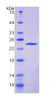 Human Recombinant Dermokine (DMKN)