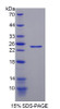 Mouse Recombinant Nei Endonuclease VIII Like Protein 3 (NEIL3)