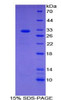 Human Recombinant Cell Death Inducing DFFA Like Effector C (CIDEC)