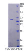 Rat Recombinant Angiopoietin Like Protein 6 (ANGPTL6)