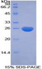 Human Recombinant Cripto, FRL1, Cryptic Family 1 (CFC1)