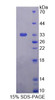 Human Recombinant Autophagy Related Protein 16 Like Protein 1 (ATG16L1)