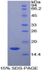 Cattle Recombinant Retinol Binding Protein 5, Cellular (RBP5)