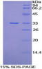 Mouse Recombinant Vang Like Protein 1 (VANGL1)