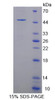 Human Recombinant PR Domain Containing Protein 14 (PRDM14)