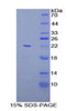 Rat Recombinant Linker For Activation Of T-Cells Family, Member 2 (LAT2)