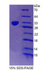 Mouse Recombinant T-Box Protein 21 (TBX21)