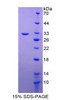 Rat Recombinant T-Box Protein 21 (TBX21)