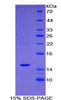 Mouse Recombinant SH2 Domain Containing Protein 1A (SH2D1A)