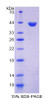 Human Recombinant Keratin 33A (KRT33A)