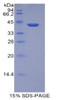 Human Recombinant Histone Cluster 2, H2aa3 (HIST2H2AA3)