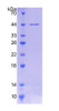 Human Recombinant Clock Homolog (CLOCK)