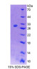 Rat Recombinant ATPase, Na+/K+ Transporting Beta 4 Polypeptide (ATP1b4)