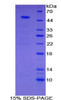 Human Recombinant Semaphorin 4B (SEMA4B)