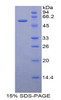 Rat Recombinant CUB And Zona Pellucida Like Domains Protein 1 (CUZD1)