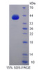 Mouse Recombinant G Protein Gamma 8 (GNg8)