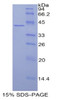 Human Recombinant Histone Cluster 3, H2a (HIST3H2A)