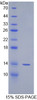 Human Recombinant Spindlin 3 (SPIN3)