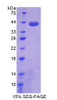 Mouse Recombinant Family With Sequence Similarity 135, Member B (FAM135B)