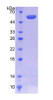 Human Recombinant Coenzyme Q6 Homolog, Monooxygenase (COQ6)