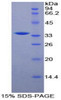 Mouse Recombinant Raft Linking Protein (Raftlin)