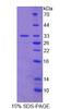 Human Recombinant Filaggrin 2 (FLG2)