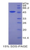 Mouse Recombinant Lipocalin 4 (LCN4)