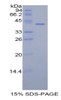 Human Recombinant Histone Cluster 1, H2ah (HIST1H2AH)