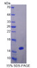 Human Recombinant Occludin/ELL Domain Containing Protein 1 (OCEL1)