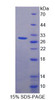 Human Recombinant WD Repeat Containing Domain Protein 90 (WDR90)